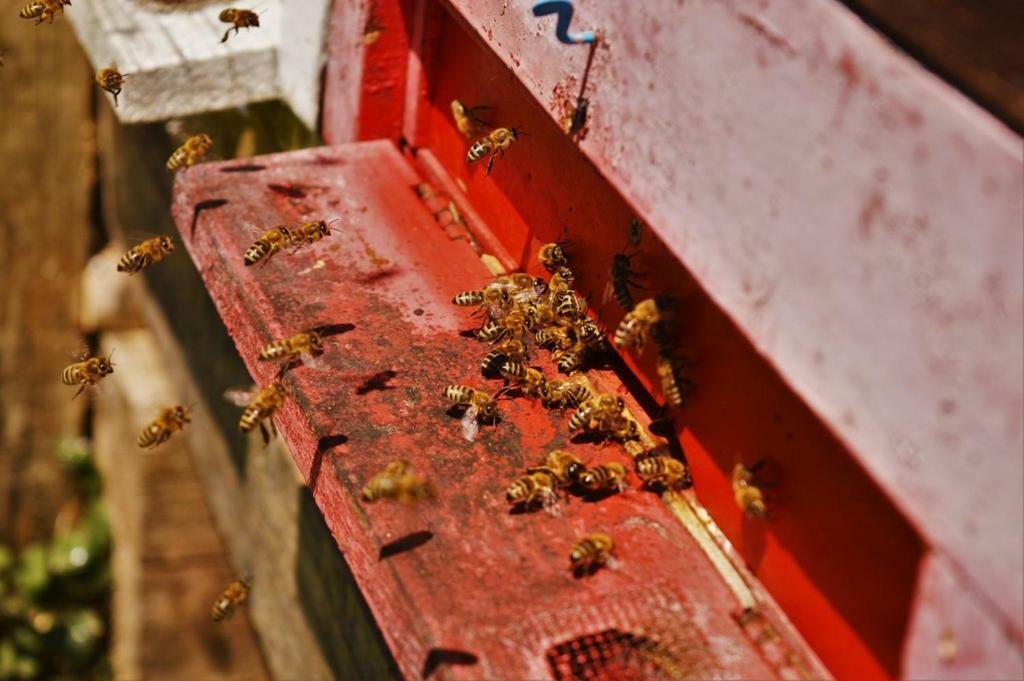 Sleeping With The Bees Kozjak Kobarid Εξωτερικό φωτογραφία
